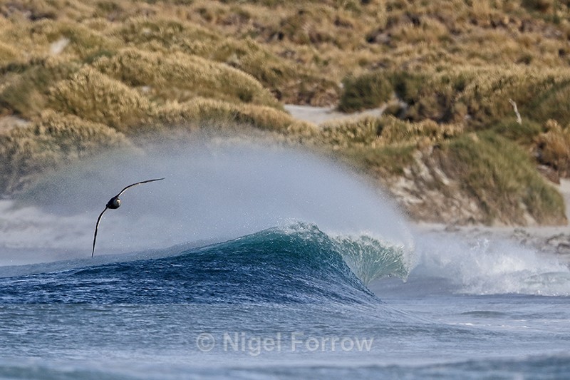 Giant Petrel skims breaking wave, Sea Lion Island - Southern Giant Petrel