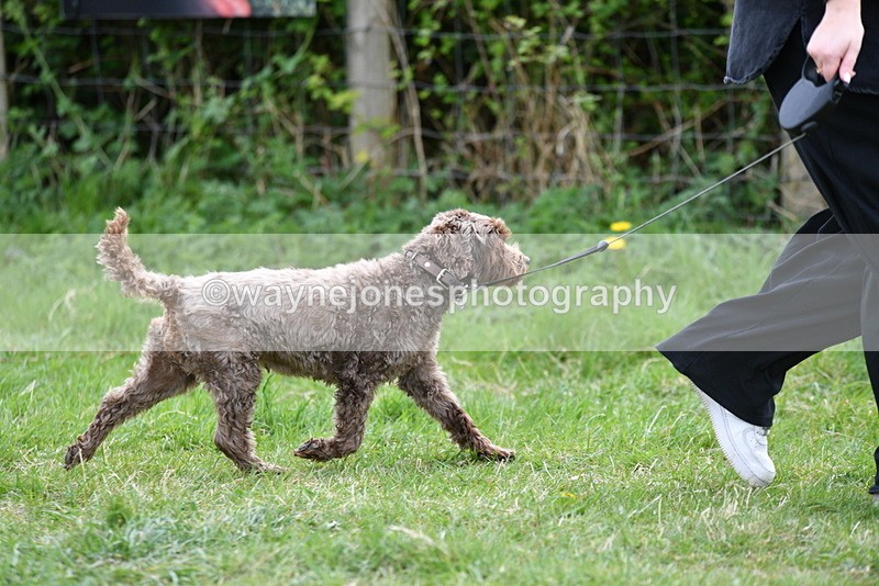 WJ5_9196 - Class 1 Best Cross Breed / Heniz 57