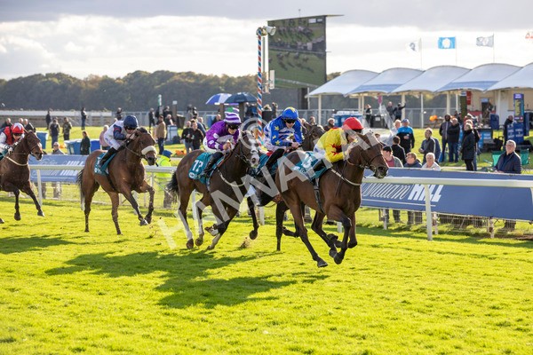 111024-Race 5-Vince LAmour-6961 - Race 5 3.45pm Copper Knight - Winning Most Horse At York Handicap