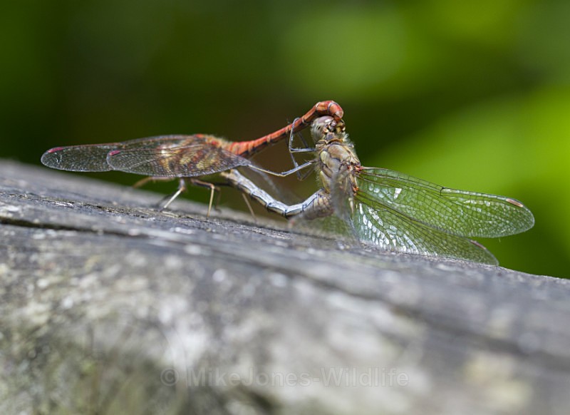 Common Darter Dragonfly, Cheshire - DRAGONFLY & DAMSELFLY GALLERY