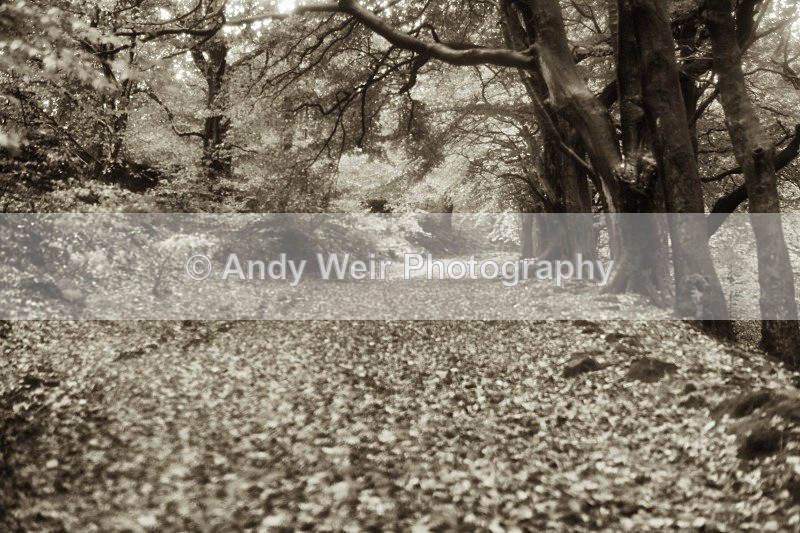 20121028-_MG_0702-1533 - England