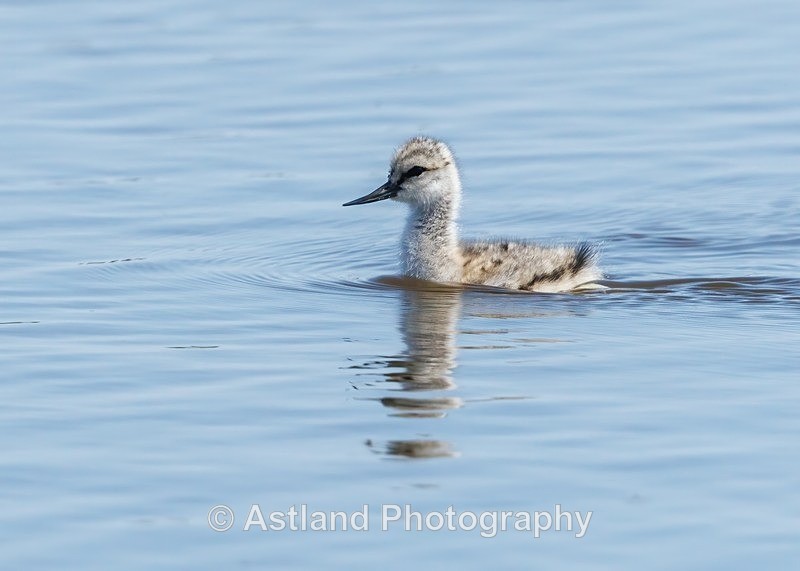 Avocet - Latest Images