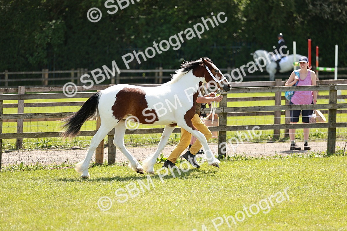 SBM_05496 - Class 41-45 - Riding Pony-Hunter Pony Breeding
