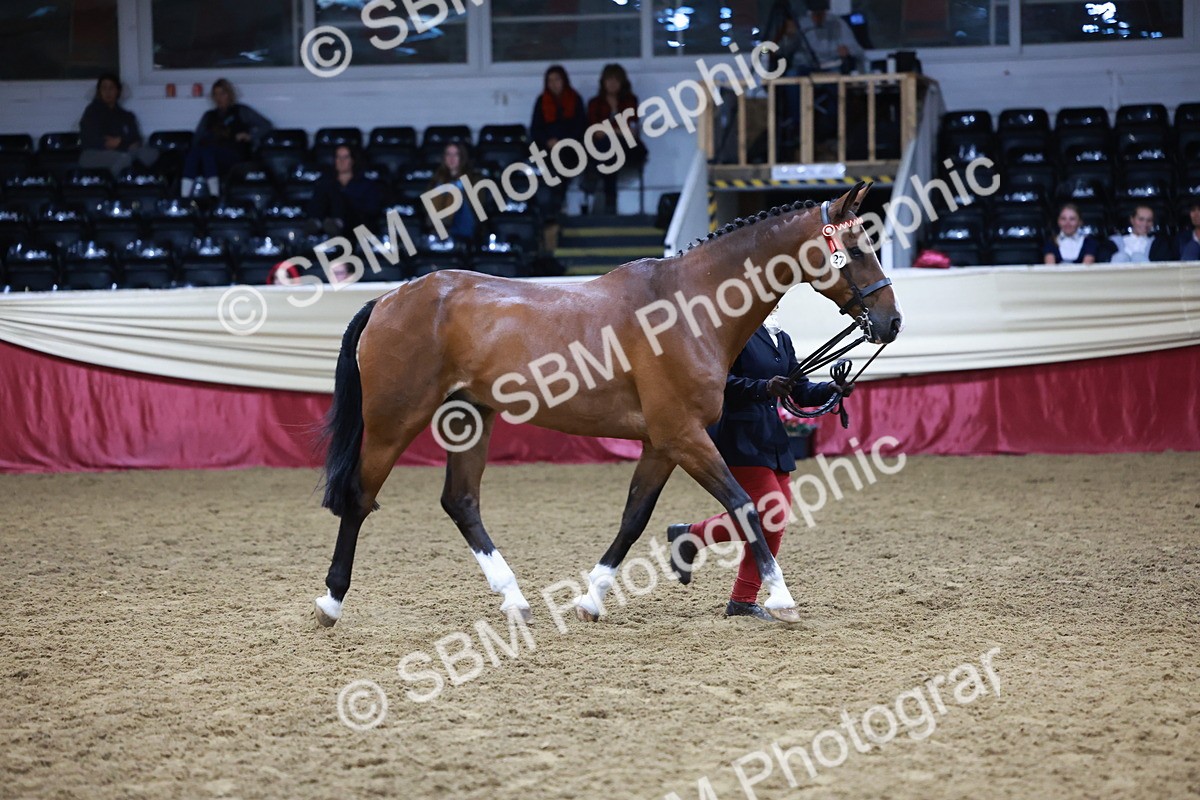 SBM_20482 - Class G - IH Large (over 148cm)Champ