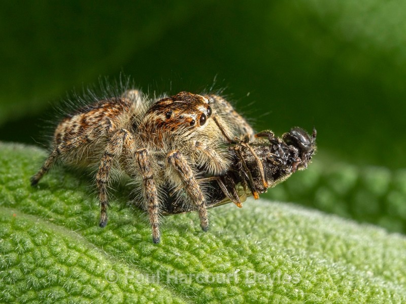 Jumping Spider (Euophrys rufibarbis. - Ten Metres from Home 2021