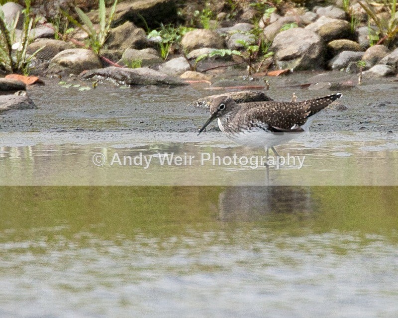 20080822-017 - Green Sandpiper