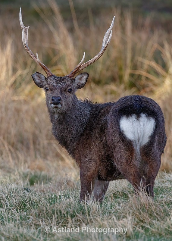 Sika Deer - Latest Images