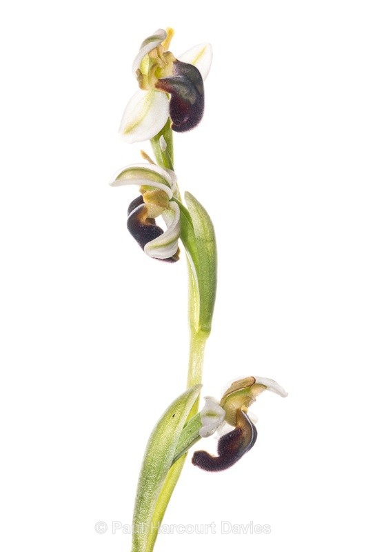  - WB: Orchids - Ophrys