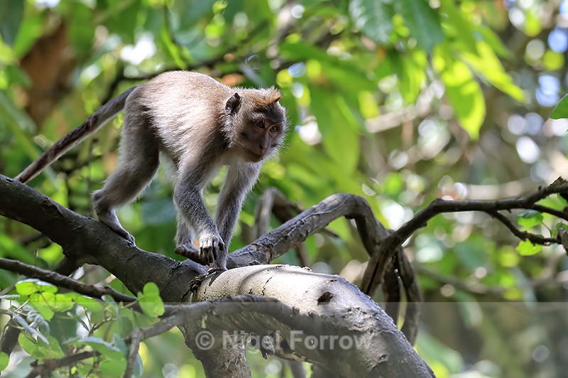 Macaque walking along tree branch, Ubud Monkey Forest, Bali - Monkey