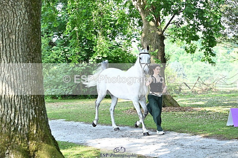 250521A-162341-01106 - C-218-Zoe.Davies-SHUTTERFLY.BLUE