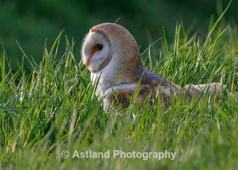 Astland Photography, Bird and Wildlife Images, Susan and Peter Wilson, U.K.