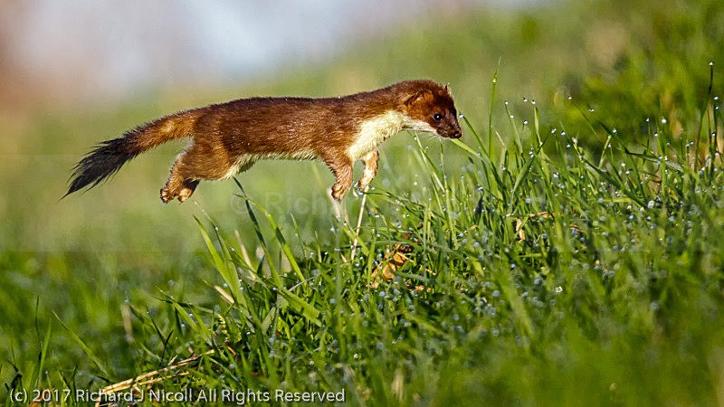 Stoat (Mustela erminea) hunting - Stoat (Mustela erminea)