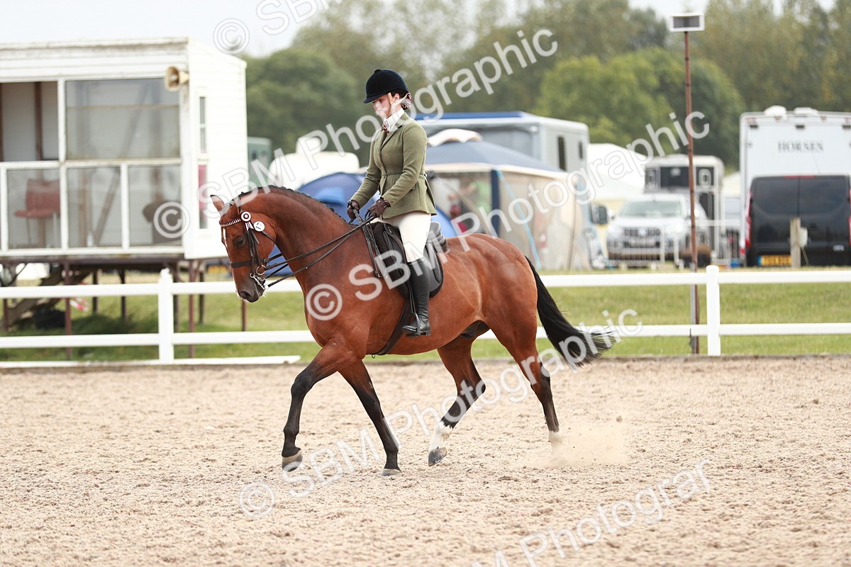 SBM_17610 - Class 215 Ridden Hack/ Riding Horse