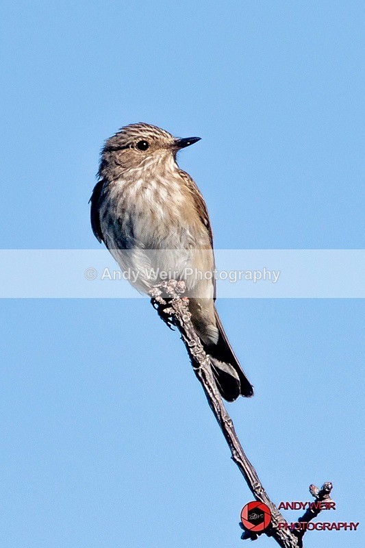 Spotted Flycatcher2 - Abroad