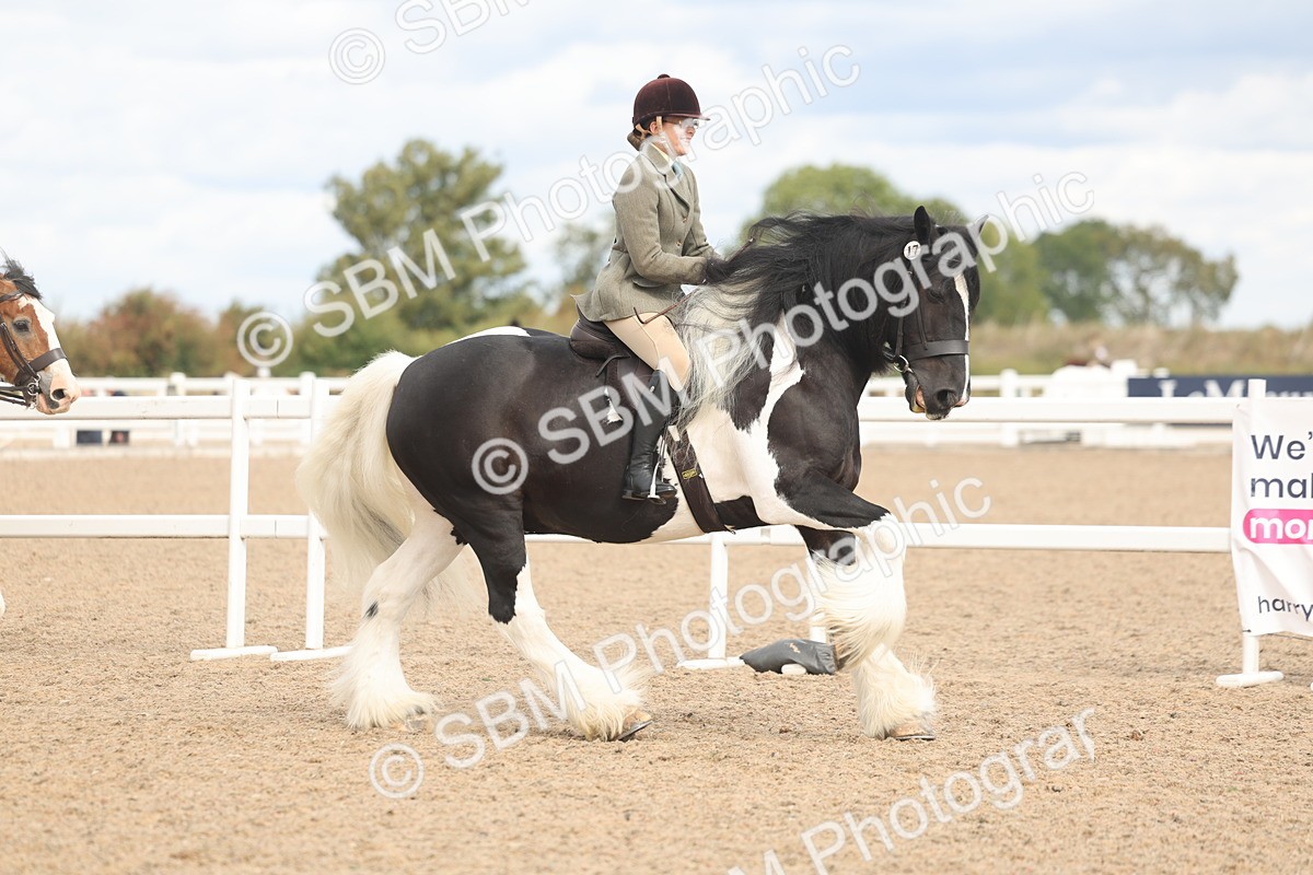 SBM_14747 - Class 308 - Ridden Coloured Horse