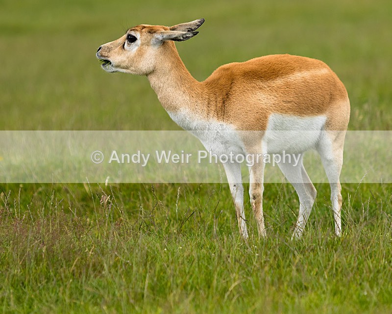 20150725-8E0A0189 - Captive Animals