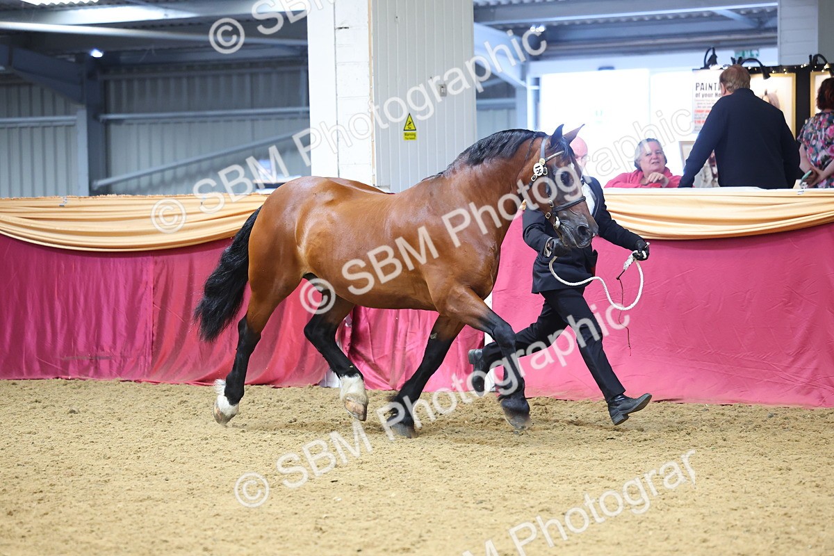 SBM_22621 - Class 903 - Supreme Final - IH Pre Vet