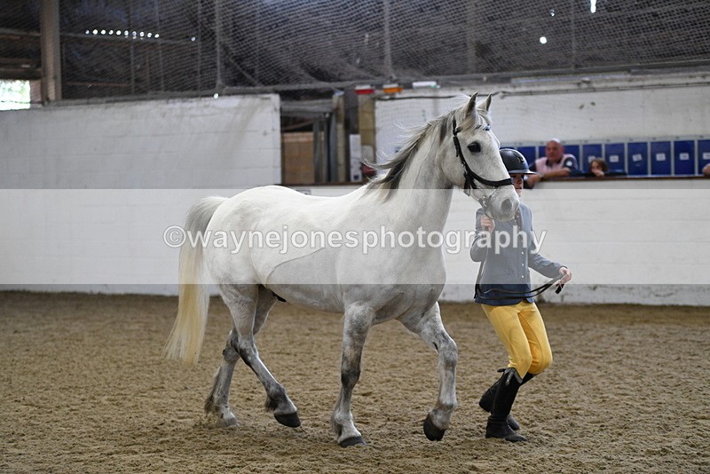 WJ5_4547 - Class 3 Part Bred In hand