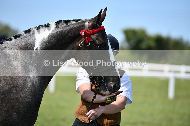 DSC_7529 - Class 63: Coloured Horse Youngstock