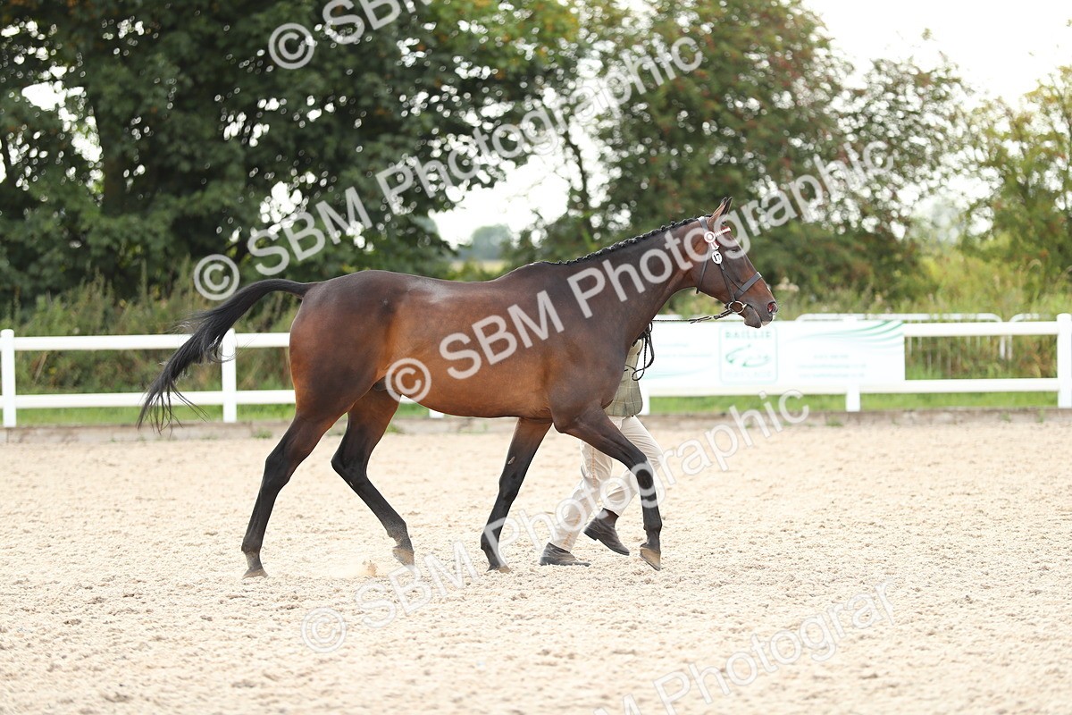SBM_08525 - Class 28 - IH Veteran Horse