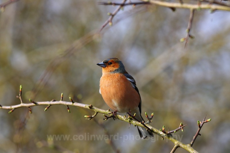 Chaffinch    ref 3887 - macro and nature.
