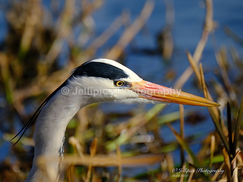  - Wildlife and Nature