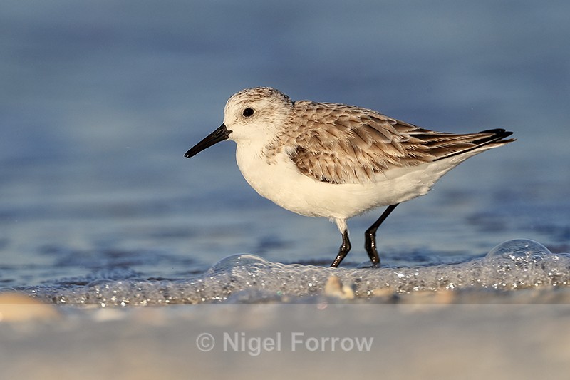 Sanderling (non-breeding adult), Fort De Soto, Florida - Sanderling