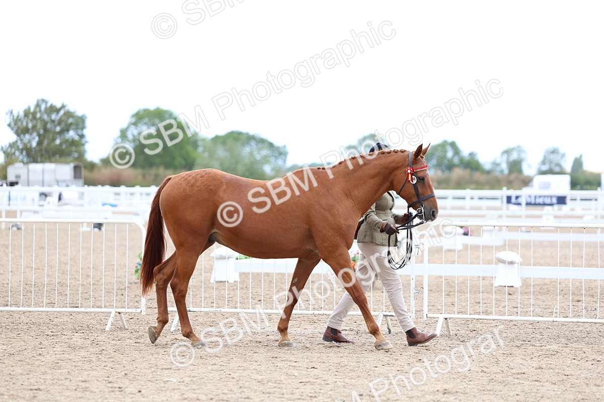 SBM_05682 - Class 28 - IH Veteran Horse