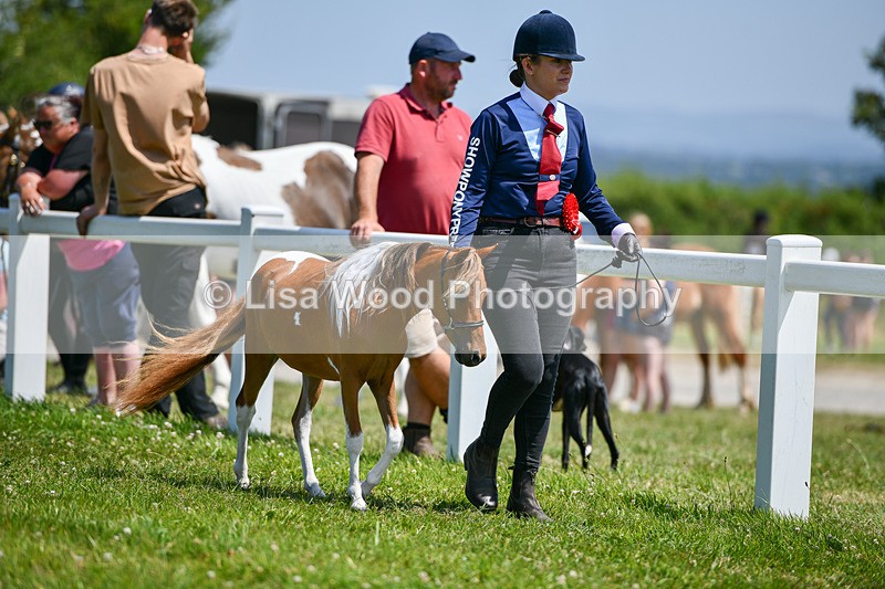 DSC_7235 - Miniature Horse Championship