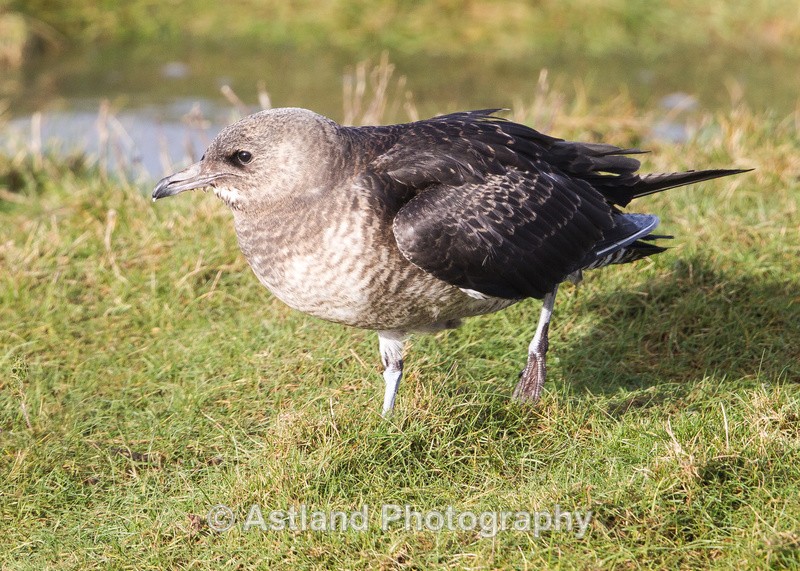Astland Photography, Bird and Wildlife Images, Susan and Peter Wilson, U.K.