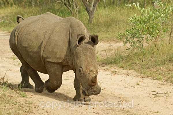 White Rhino - Timbavati, South Africa - African Wildlife