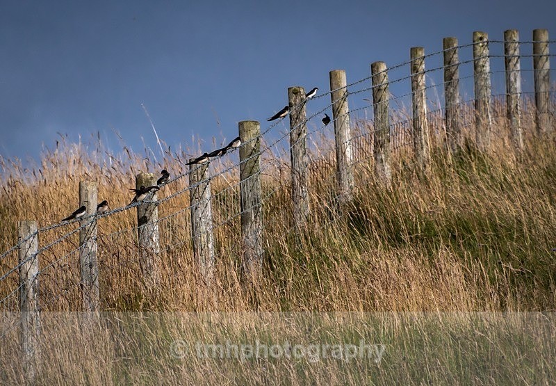 On the Fence. - Yorkshire Countryside