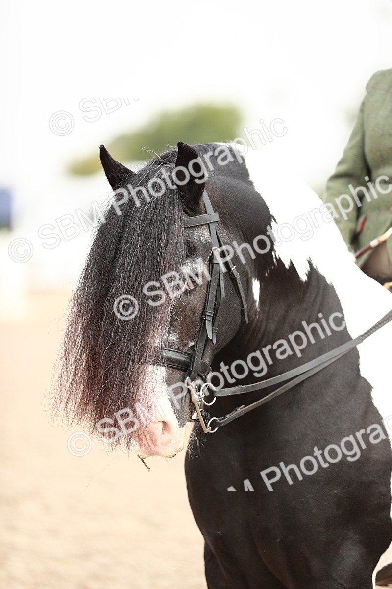 SBM_09430 - Class 202 Best Turned Out Ridden