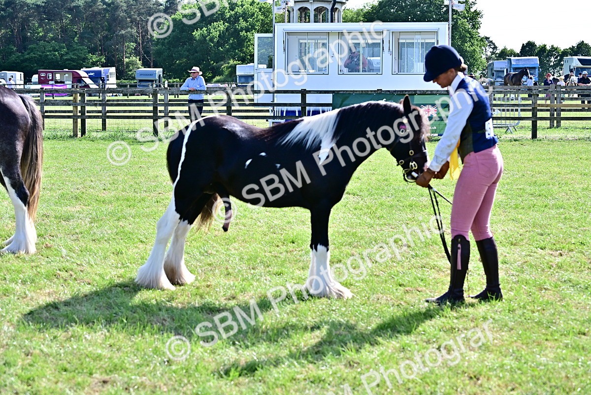 SBM_10053 - Class 63-65 - Traditional Gypsy Cobs In Hand & Ridden