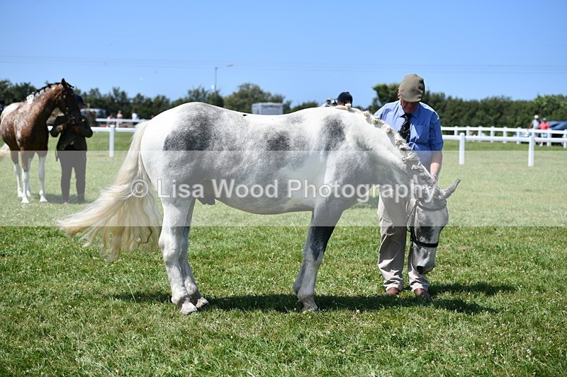DSC_7540 - Class 63: Coloured Horse Youngstock