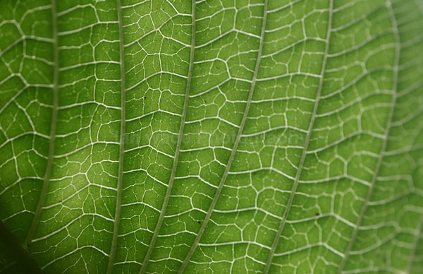 Jungle leaf close up, Sri Lanka - Sri Lanka wildlife, people & places