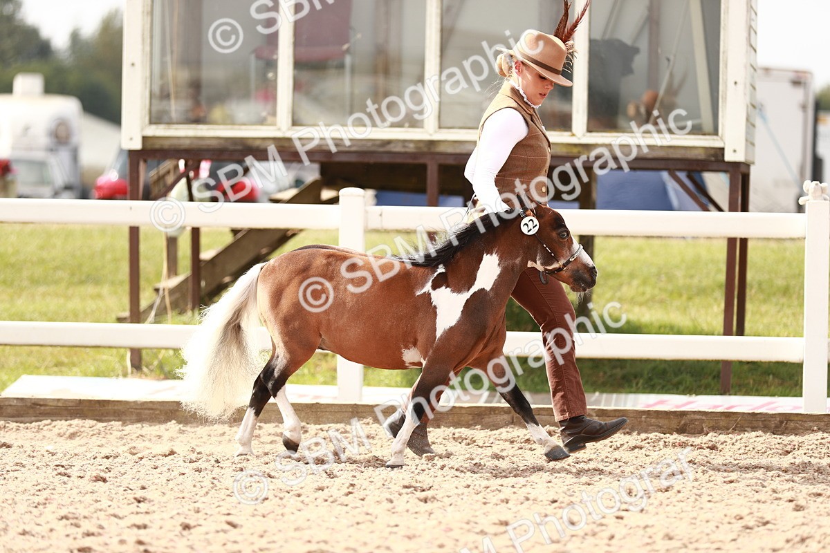 SBM_11803 - Class 206 IH Non Show Type Pony