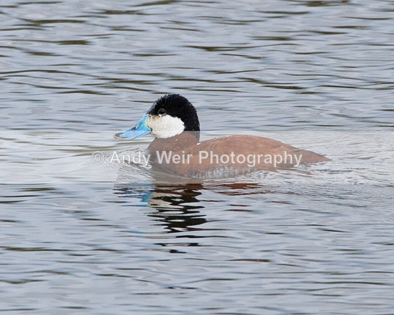 20090509-WE 171 - Ruddy Duck