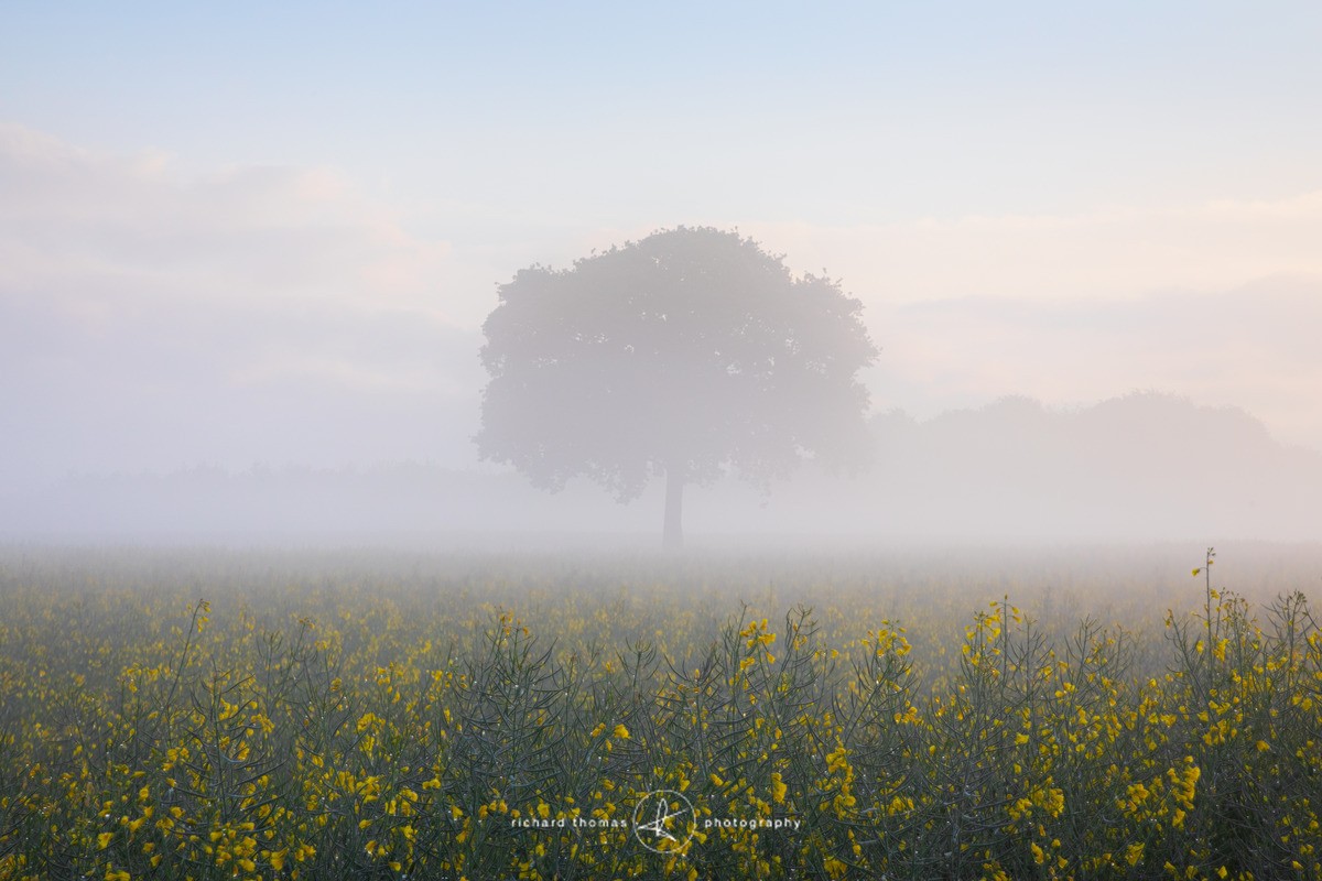 Meon tree April - One2Tree