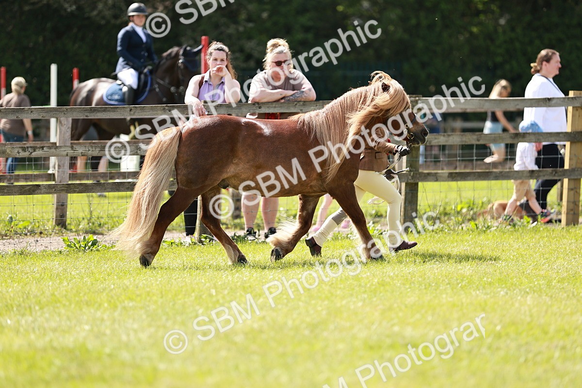 SBM_02448 - Class 14-23 - Mountain & Moorland In Hand Non Welsh