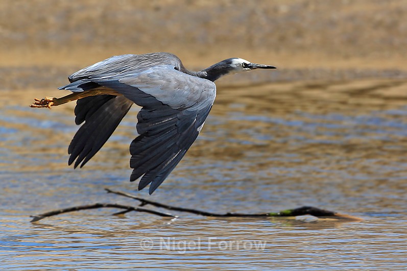White-faced Heron in flight low over water - White-faced Heron