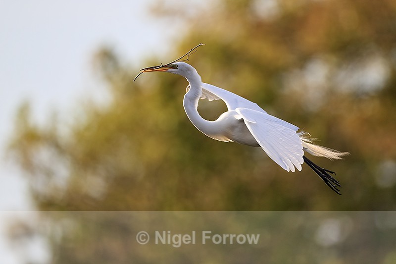 Great Egret gliding approach, Venice Rookery, Florida - Great Egret