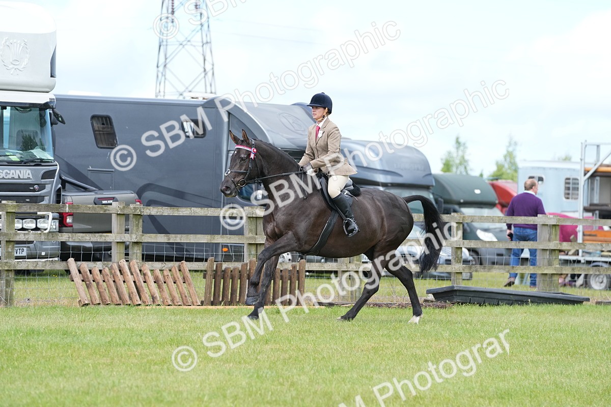 SBM_12939 - Class 99 - RIHS SEIB Working Show Horse