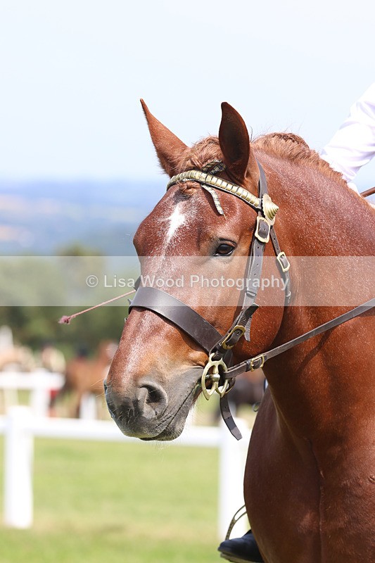 JPP_3495 - Class 15: Heavy Horse Ridden