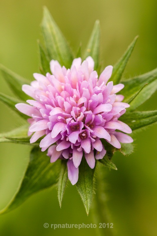 Field Scabious - Knautia arvensi  RPNP0704 - Flowers