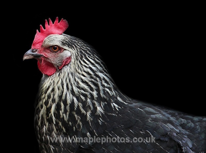 Hen Portrait - Birds