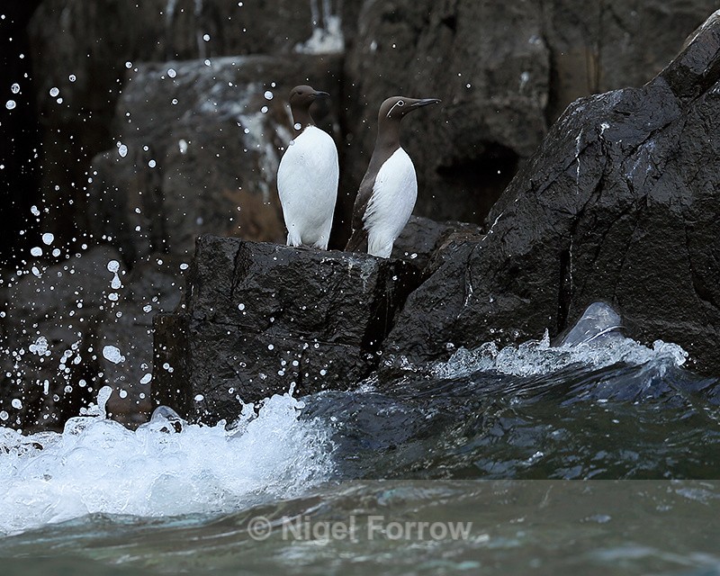 Bridled and 'unbridled' Guillemots, Farne Islands - Guillemot