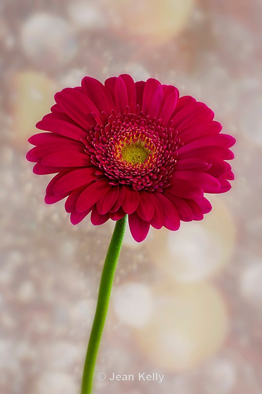 Single Hot Pink Gerbera - DSC_1718 - Pink