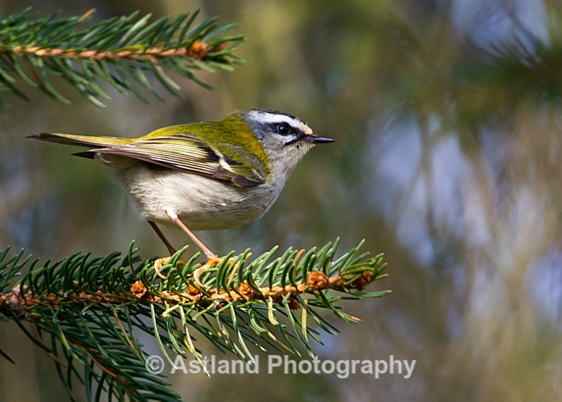 Astland Photography, Bird and Wildlife Images, Susan and Peter Wilson, U.K.