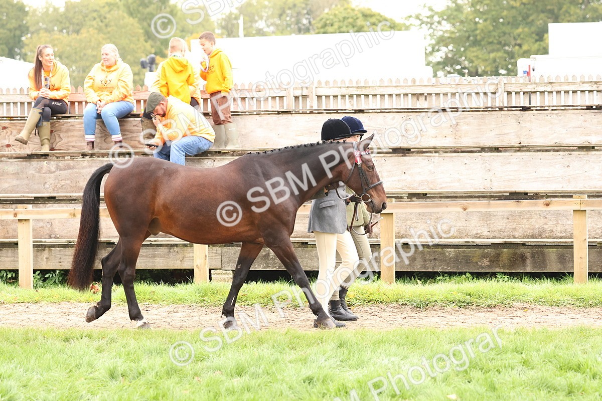 SBM_59819 - S36 - Rehabiliated Rescue Horse & Pony In Hand & Ridden